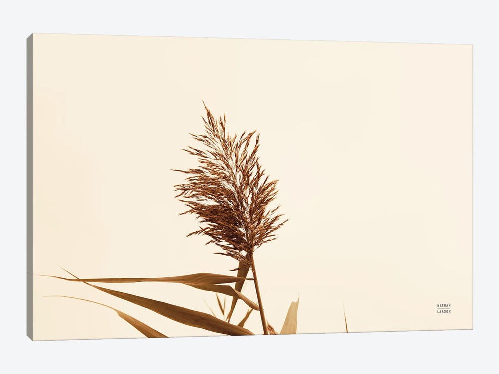 Summer Reeds I by Nathan Larson 1-piece Canvas Print