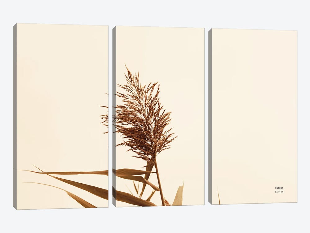 Summer Reeds I by Nathan Larson 3-piece Canvas Art Print
