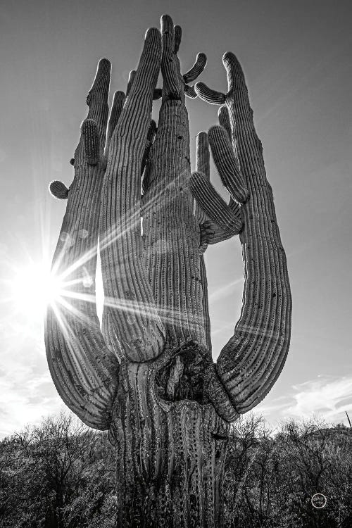 Sunset Saguaro by Nathan Larson wall art