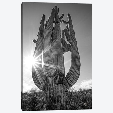 Sunset Saguaro Canvas Print #NLR26} by Nathan Larson Canvas Art Print