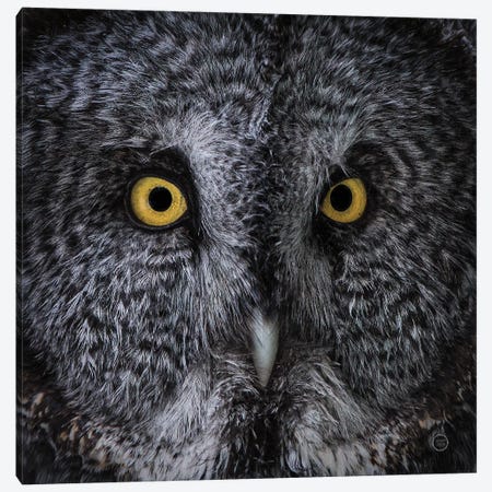Great Grey Owl Canvas Print #NLR2} by Nathan Larson Canvas Print