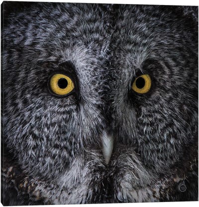 Great Grey Owl Canvas Art Print