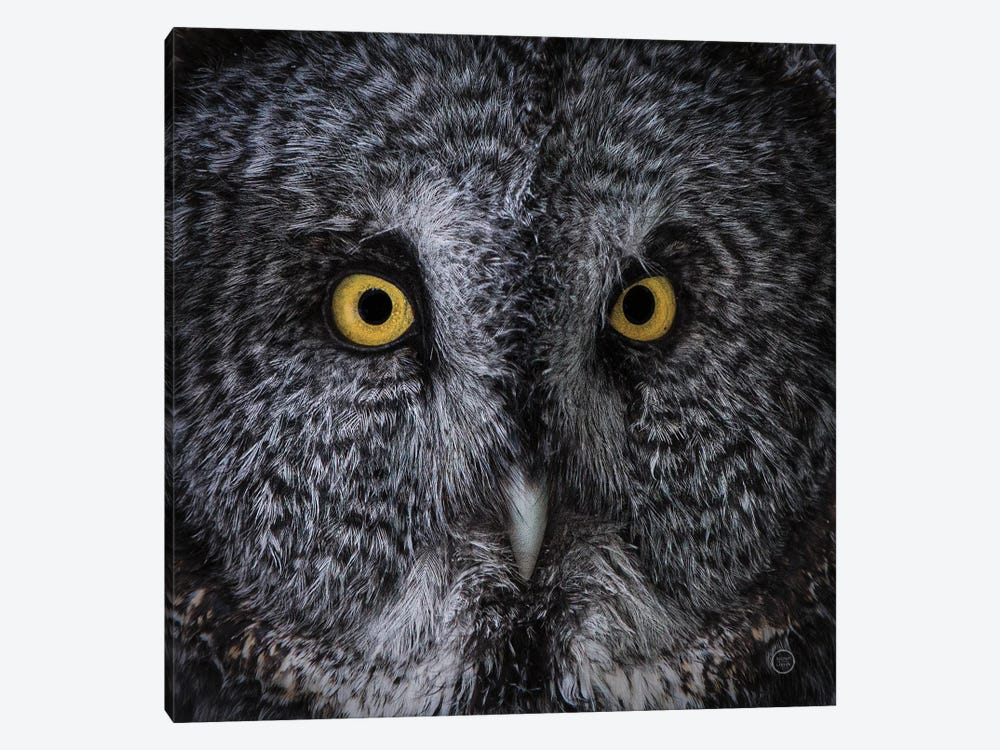 Great Grey Owl by Nathan Larson 1-piece Canvas Art