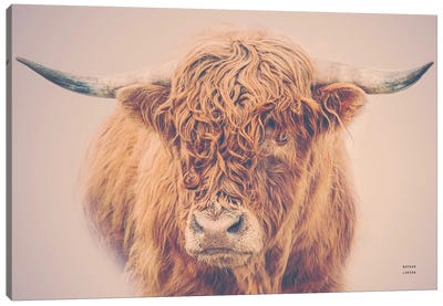 Highland in the Winter Fog Canvas Art Print - Cow Art