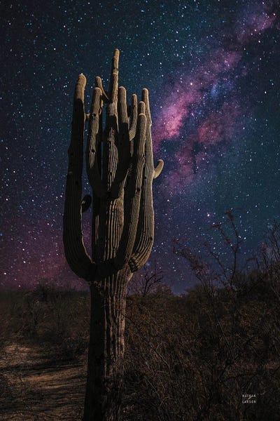 Desert Nights by Nathan Larson canvas print