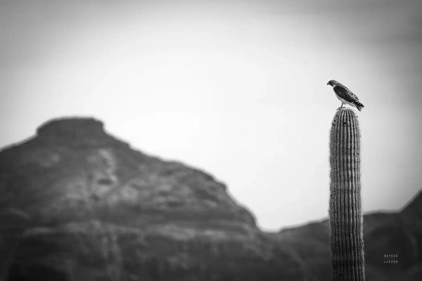 Nathan Larson: Desert Hunter by Nathan Larson