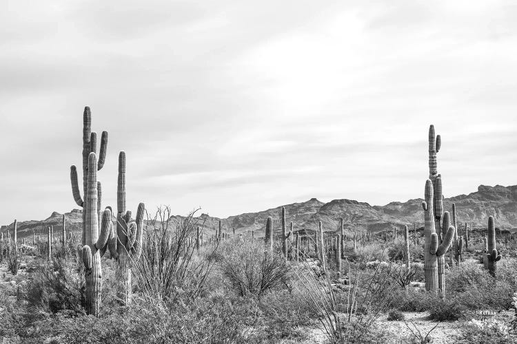 Sonoran Wonderland BW by Nathan Larson wall art