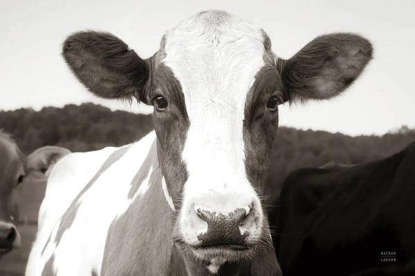 Fine Art Print: At the Barn by Nathan Larson