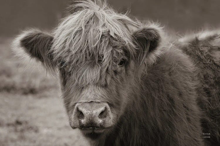 Highland Cow Do Neutral by Nathan Larson wall art