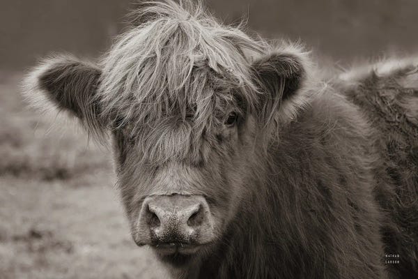 Nathan Larson: Highland Cow Do Neutral by Nathan Larson