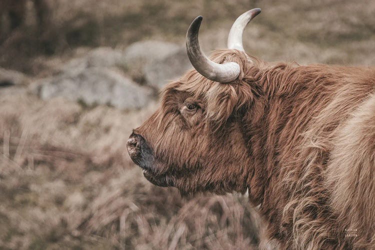 Highland Cow on Watch Faded