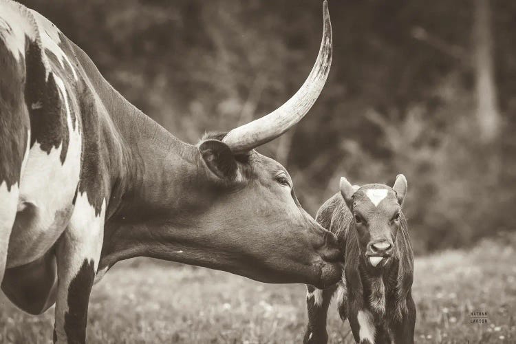 Longhorn Pasture Pair Sepia by Nathan Larson wall art