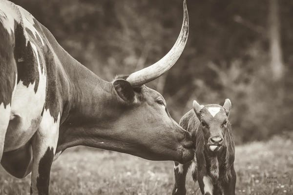 Fine Art Print: Longhorn Pasture Pair Sepia by Nathan Larson