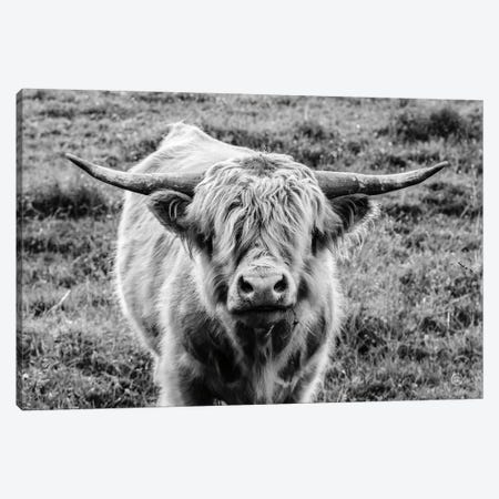 Highland Cow Staring Contest Canvas Print #NLR4} by Nathan Larson Canvas Artwork