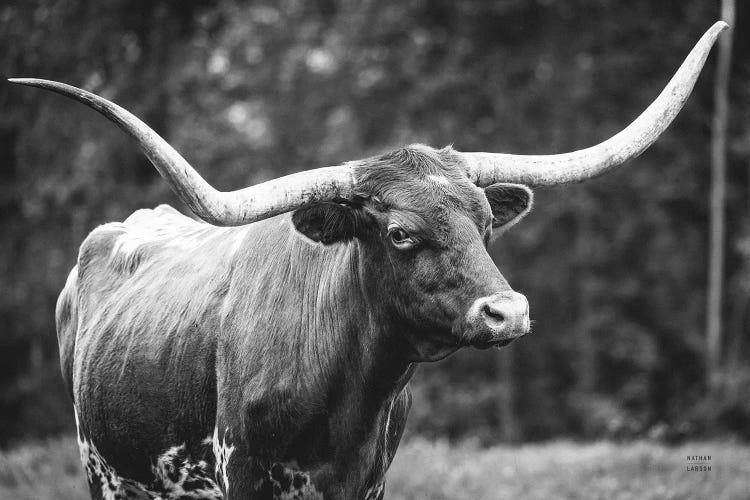 Longhorn Side Eye BW by Nathan Larson wall art