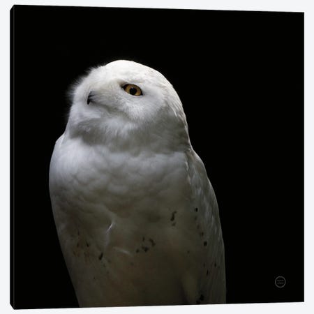 Snowy Owl Looks to the Sun Canvas Print #NLR6} by Nathan Larson Canvas Artwork