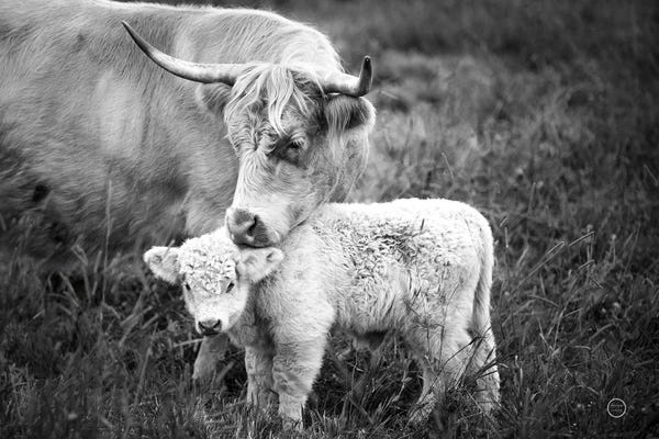 Nathan Larson: Cow Care by Nathan Larson