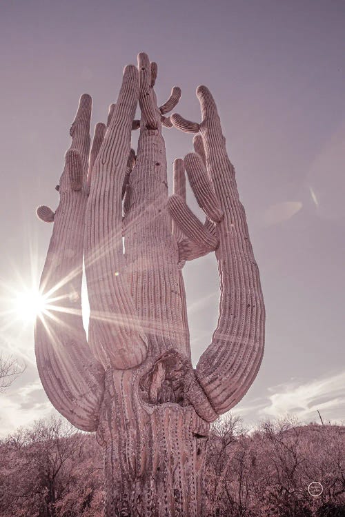 Dusty Desert Saguaro by Nathan Larson wall art