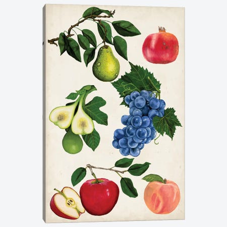 Fruit Collection I Canvas Print #NMC100} by Naomi McCavitt Art Print