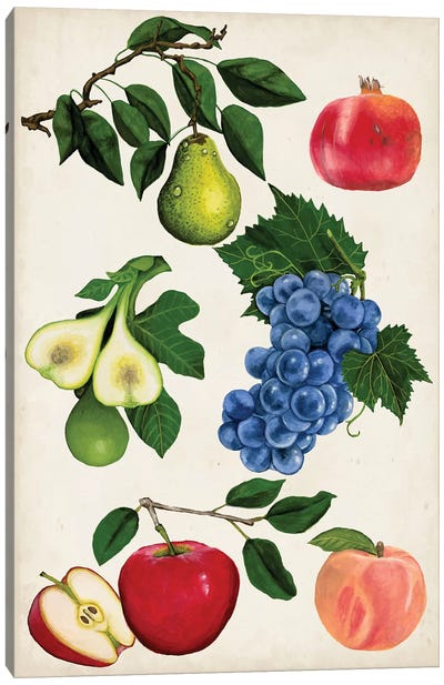 Fruit Collection I Canvas Art Print - Pomegranate Art