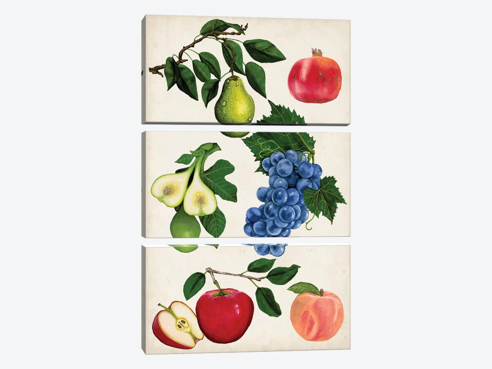 Fruit Collection I by Naomi McCavitt 3-piece Canvas Art Print