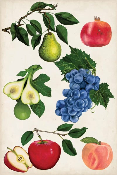 Naomi McCavitt: Fruit Collection I by Naomi McCavitt
