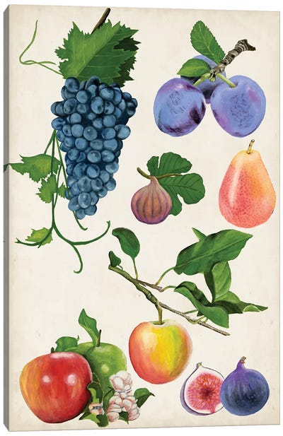 Fruit Collection II Canvas Art Print - Pantone Ultra Violet 2018