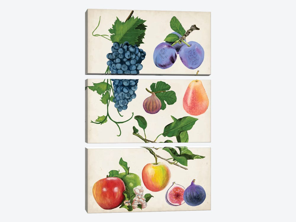 Fruit Collection II by Naomi McCavitt 3-piece Canvas Art