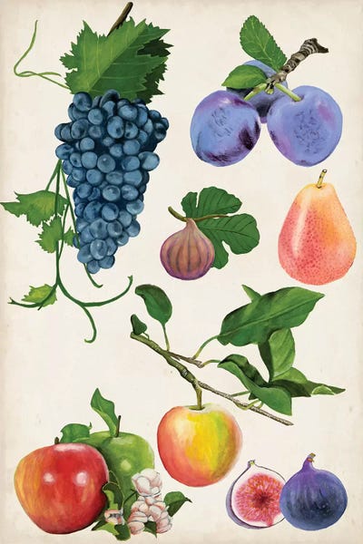 Naomi McCavitt: Fruit Collection II by Naomi McCavitt