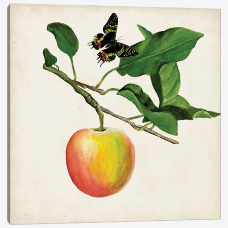 Fruit With Butterflies IV Canvas Print #NMC105} by Naomi McCavitt Canvas Wall Art