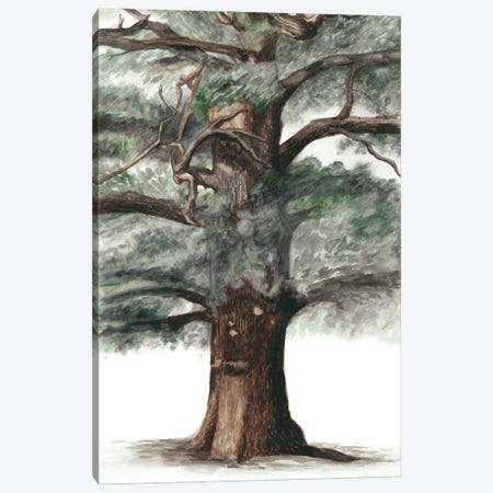 Oak Tree Composition I Canvas Print #NMC116} by Naomi McCavitt Canvas Print