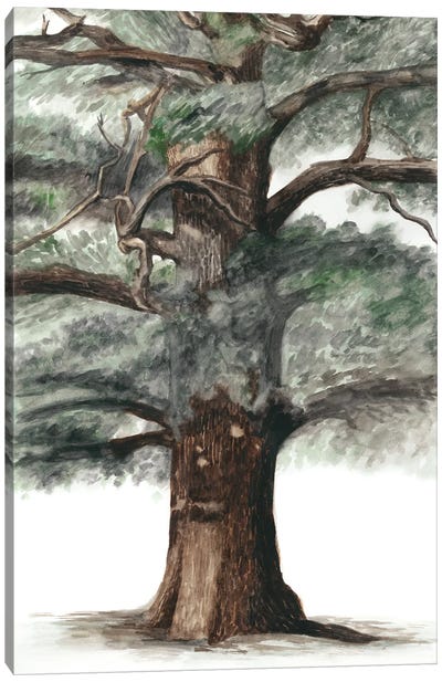 Oak Tree Composition I Canvas Art Print - Naomi McCavitt