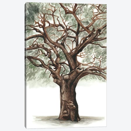 Oak Tree Composition II Canvas Print #NMC117} by Naomi McCavitt Canvas Print