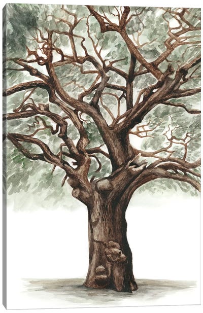 Oak Tree Composition II Canvas Art Print - Oak Trees
