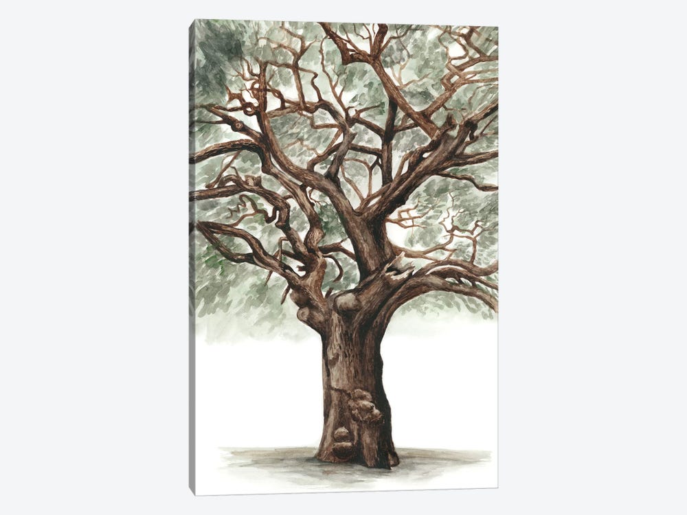 Oak Tree Composition II by Naomi McCavitt 1-piece Canvas Print