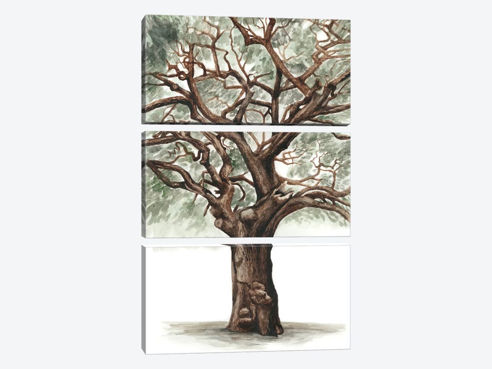 Oak Tree Composition II by Naomi McCavitt 3-piece Canvas Print