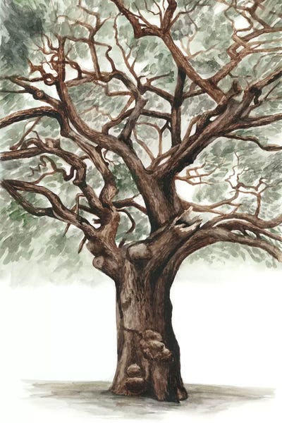 Oak Trees: Oak Tree Composition II by Naomi McCavitt