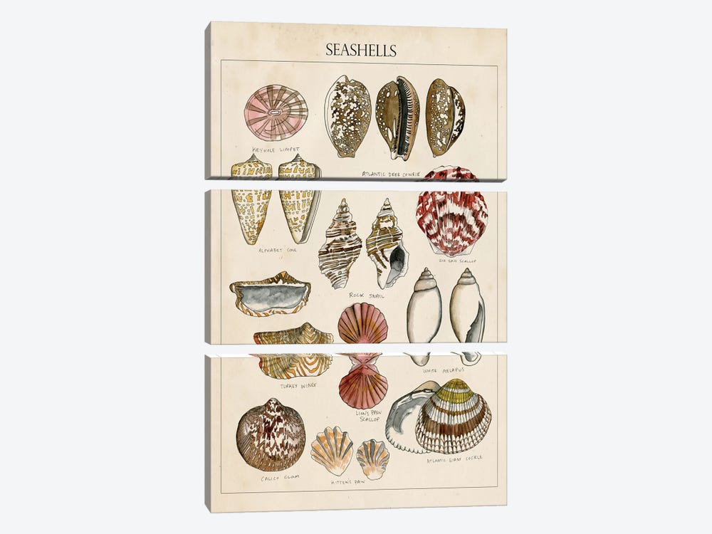 40-80mm Natural Seashells, Mixed Color Beach Seashells, Lot of Sea Shells,  Nautical Decoration, Beach Decor, Tropical Theme, Craft Shells 