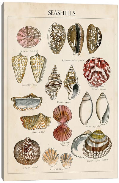 Seashell Sketch I Canvas Art Print - Sea Shell Art