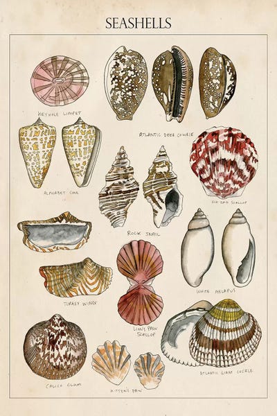 Sea Shells: Seashell Sketch I by Naomi McCavitt