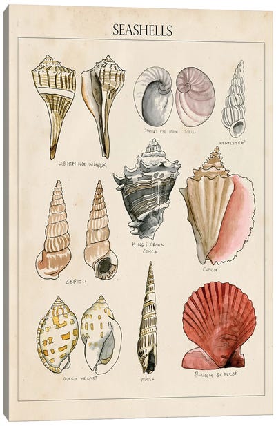 Seashell Sketch II Canvas Art Print - Sea Shell Art
