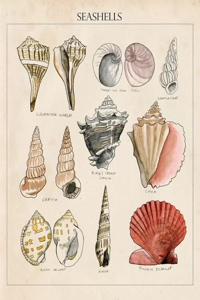 Naomi McCavitt: Seashell Sketch II by Naomi McCavitt