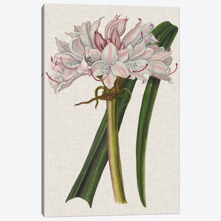 Crinium Lily I Canvas Print #NMC138} by Naomi McCavitt Canvas Wall Art