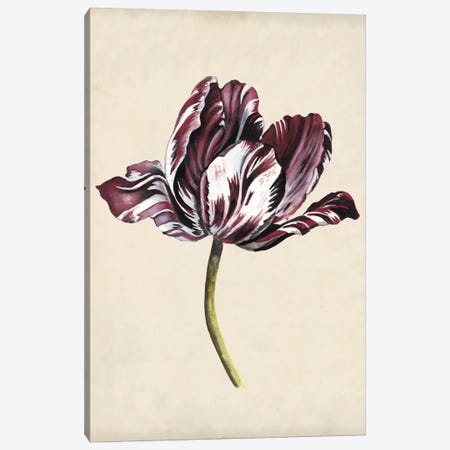 Antique Tulip Study I Canvas Print #NMC168} by Naomi McCavitt Art Print