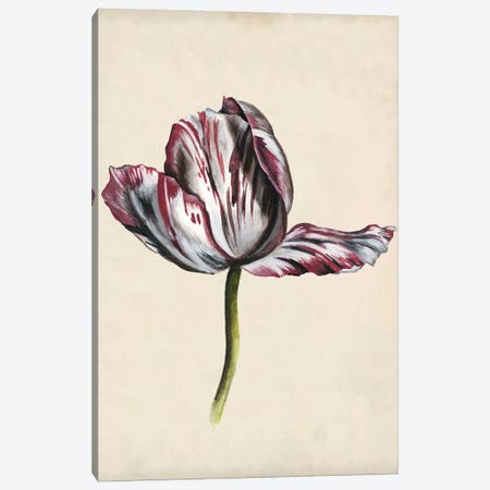 Antique Tulip Study II Canvas Print #NMC169} by Naomi McCavitt Canvas Print