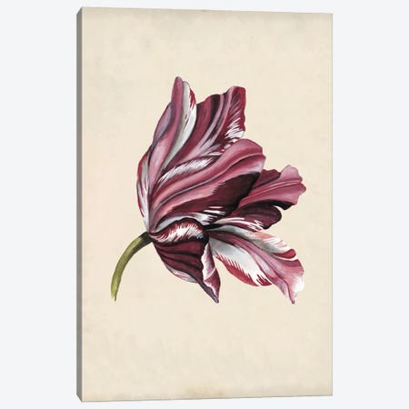 Antique Tulip Study III Canvas Print #NMC170} by Naomi McCavitt Canvas Artwork