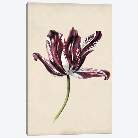 Antique Tulip Study IV Canvas Print #NMC171} by Naomi McCavitt Canvas Artwork