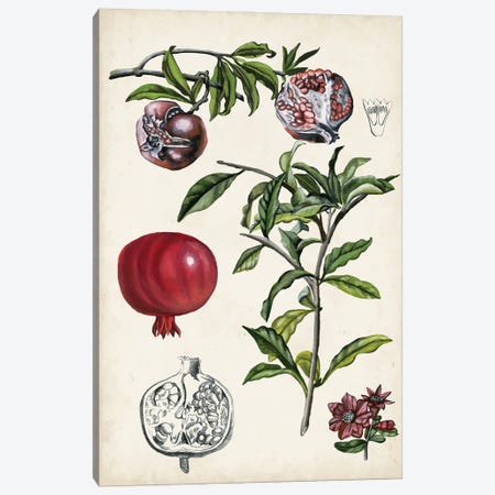 Pomegranate Composition I Canvas Print #NMC178} by Naomi McCavitt Canvas Art