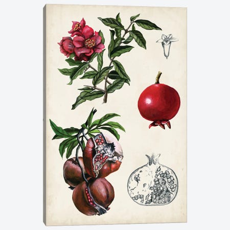 Pomegranate Composition II Canvas Print #NMC179} by Naomi McCavitt Canvas Art