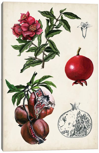 Pomegranate Composition II Canvas Art Print